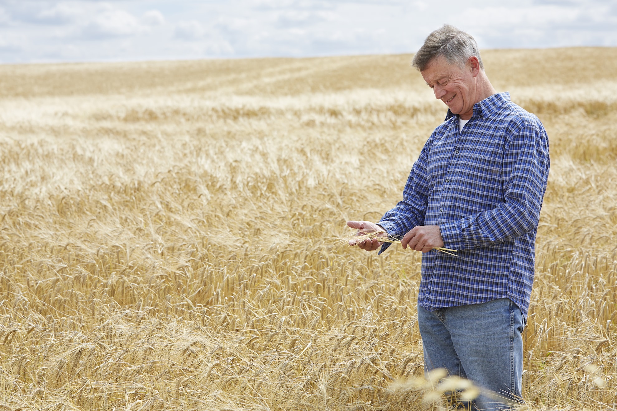 Agriculture, blé dans la main